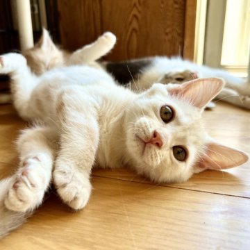 マンチカン(長足)【群馬県・女の子・2024年3月25日・クリームタビー】の写真「とーっても甘えんぼちゃん♡動画6/16撮影です！」