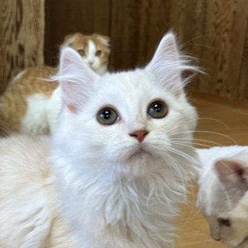 スコティッシュフォールド(立ち耳)【群馬県・男の子・2024年9月1日・クリームタビー】の写真「ふわっふわのあまえんぼ♡
全体的にホワイトくん♡」