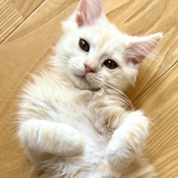 マンチカン(長足)【群馬県・男の子・2024年3月25日・クリームタビー】の写真「甘えんぼすぎてメロメロ♡動画6/15撮影！」