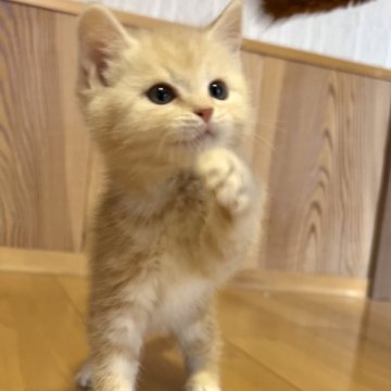 スコティッシュフォールド(立ち耳)【群馬県・男の子・2024年2月1日・クリームタビー】の写真「甘えん坊の男の子♡
動画3/18撮影です！」