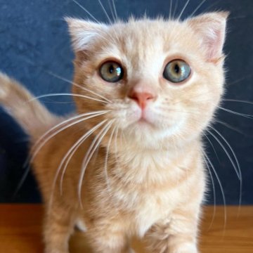 スコティッシュフォールド(折れ耳)【群馬県・男の子・2024年6月18日・クリームタビー】の写真「まんまるお顔の男の子♡」