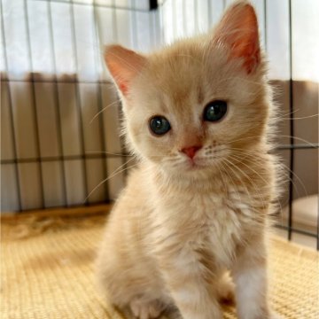 マンチカン(長足)【群馬県・女の子・2024年3月8日・クリームタビー】の写真「可愛いお顔のあまえんぼちゃん♡」