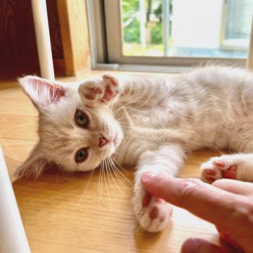 マンチカン(長足)【群馬県・女の子・2024年3月8日・クリームタビー】の写真「好奇心旺盛なあまえんぼちゃん♡
動画5/30撮影」