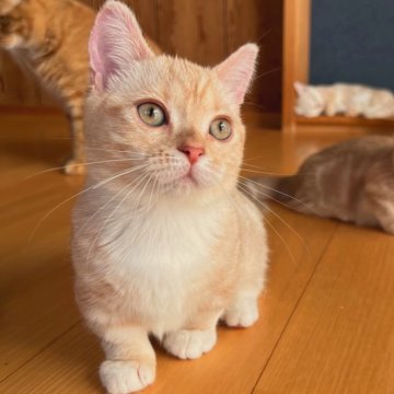 マンチカン(短足)【群馬県・女の子・2024年6月26日・クリームタビー】の写真「キリッとフェイスの女の子♡
すごーく短足ちゃん♡」