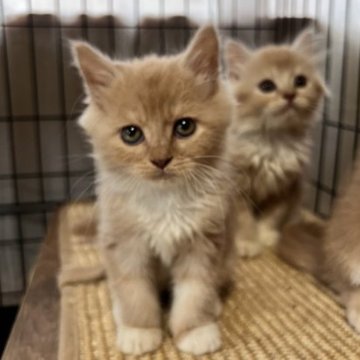 スコティッシュフォールド(立ち耳)【群馬県・男の子・2023年8月1日・クリームタビーホワイト】の写真「10/31までにお引き渡し可能な方5,000引き」