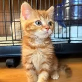 マンチカン(長足)【群馬県・男の子・2024年3月8日・レッドタビー】の写真1「なんとも可愛いイケメンくん♡」