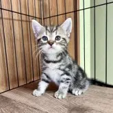 マンチカン(長足)【群馬県・男の子・2023年7月22日・シルバータビー】の写真1「可愛いイケメンくん♡」