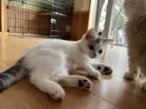 スコティッシュフォールド(立ち耳)【群馬県・男の子・2024年3月29日・シルバータビーホワイト】の写真3「肉球の色も個性的♡」