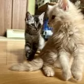 スコティッシュフォールド(立ち耳)【群馬県・女の子・2024年2月11日・シルバータビー】の写真4「おともだち猫ちゃんと♡ちっちゃいなぁ♡」