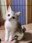 マンチカン(長足)【群馬県・女の子・2023年7月22日・シルバーパッチドタビー】の写真5「あーそーぼ♡」