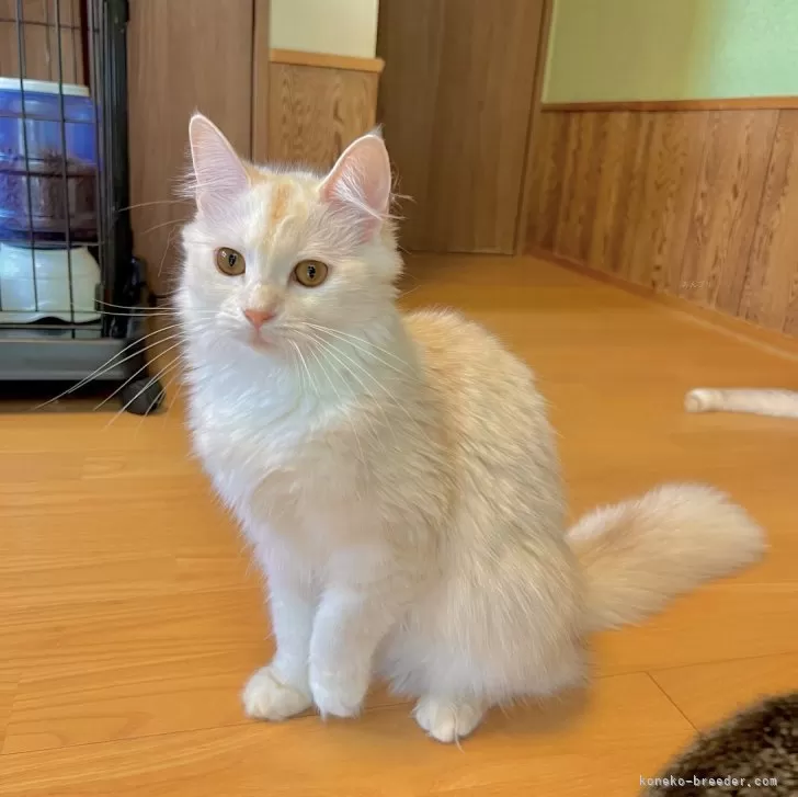 ID：2505-03218の子猫