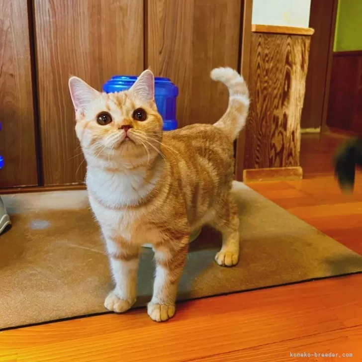 マンチカン(長足)【群馬県・女の子・2025年6月10日・クリームタビー】の写真1「可愛いお顔の女の子ちゃん♡」