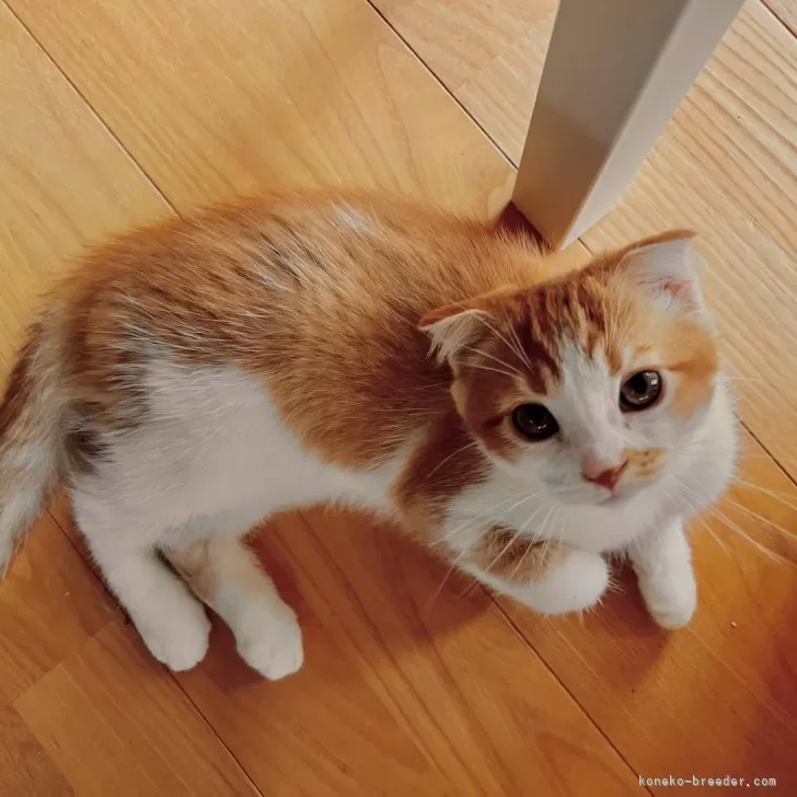 ID：2508-01500の子猫