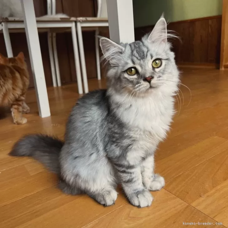 ID：2509-01834の子猫