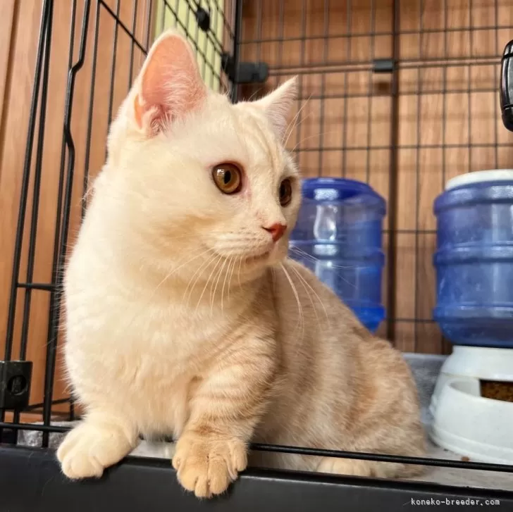 ID:2503-00545の子猫