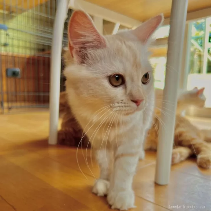 ID：2507-00810の子猫