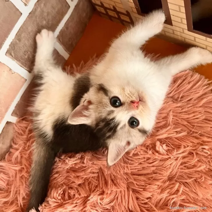 スコティッシュフォールド(立ち耳)【群馬県・男の子・2025年12月29日・シルバータビーホワイト】の写真1「きゅるるんおめめが可愛いです♡」