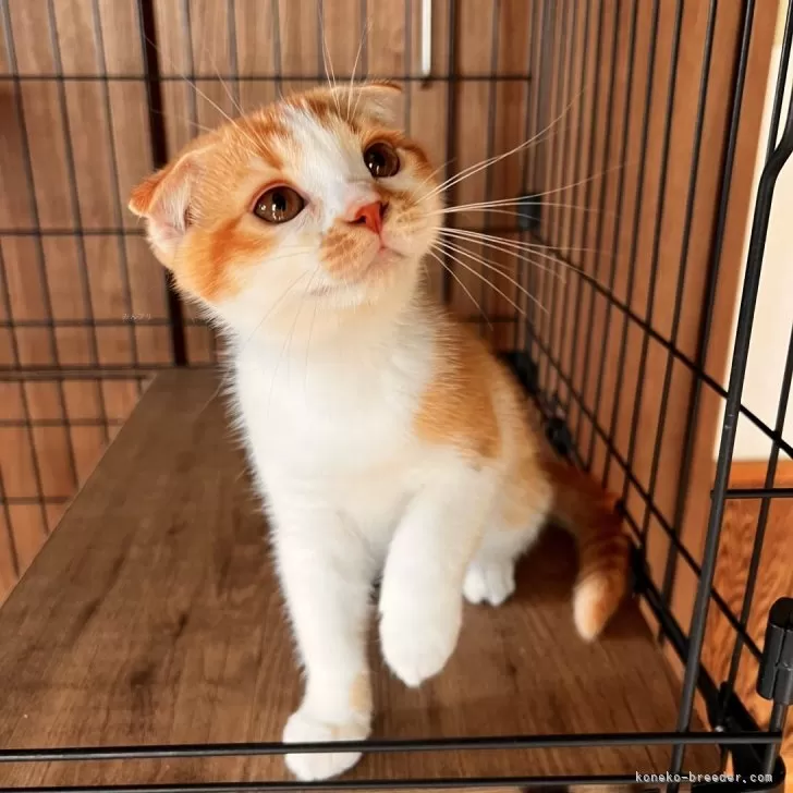 スコティッシュフォールド(折れ耳)【群馬県・女の子・2025年5月10日・レッドアンドホワイト】の写真1