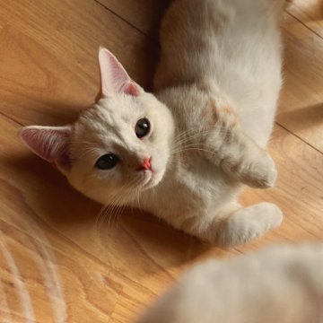 マンチカン(短足)【群馬県・男の子・2025年6月12日・クリームタビーホワイト】の写真「すごーく短足のイケメンくん♡」