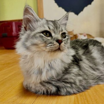 マンチカン(長足)【群馬県・男の子・2025年5月10日・シルバータビー】の写真「ふわふわのイケメンくん♡」