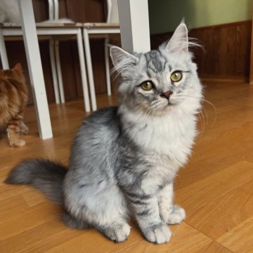マンチカン(長足)【群馬県・男の子・2025年5月10日・シルバータビー】の写真「ふわふわのイケメンくん♡」