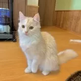 スコティッシュフォールド(立ち耳)【群馬県・女の子・2024年9月14日・クリームタビー】の写真1「おでこのカラーがチャームポイント」