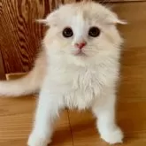 スコティッシュフォールド(折れ耳)