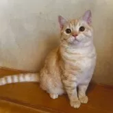 スコティッシュフォールド(立ち耳)