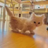 マンチカン(短足)