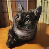 スコティッシュフォールド(立ち耳)