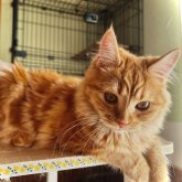 マンチカン(長足)