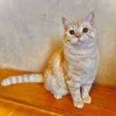 スコティッシュフォールド(立ち耳)