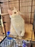 スコティッシュフォールド(立ち耳)【群馬県・女の子・2024年9月14日・クリームタビー】の写真2「とっても美人さん♡」