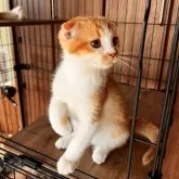 スコティッシュフォールド(折れ耳)【群馬県・女の子・2025年5月10日・レッドアンドホワイト】の写真3