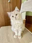 マンチカン(長足)【群馬県・女の子・2025年5月14日・クリームタビー】の写真6「お首ちょこん(｡•ㅅ•｡)♡」