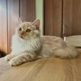 マンチカン(短足)【群馬県・男の子・2025年5月14日・クリームタビー】の写真2「凛々しいお姿(´。✪ω✪。`)!」