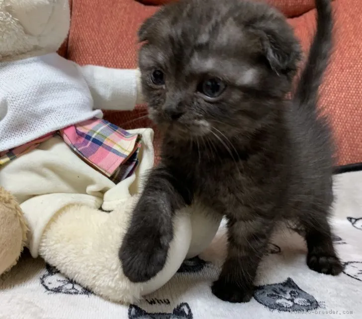 ID:1903-01010の子猫
