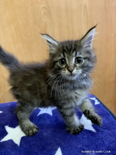 ID:1907-01067の子猫