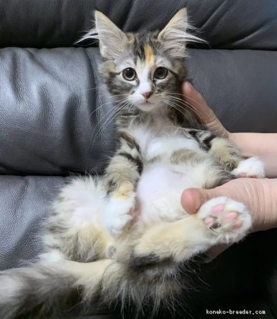 ID：2005-01155の子猫
