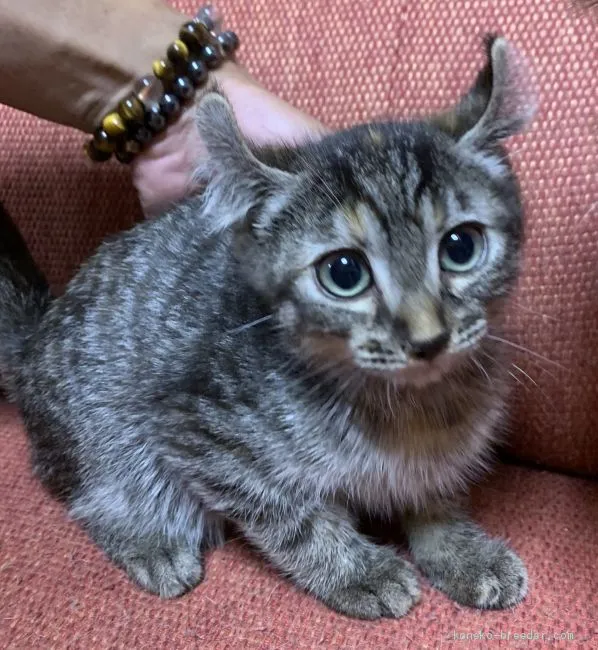 ID:1909-01551の子猫