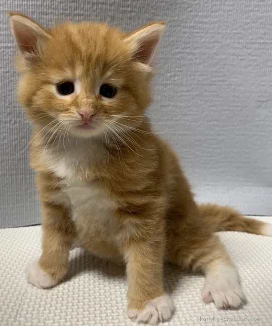 ID：1904-00479の子猫