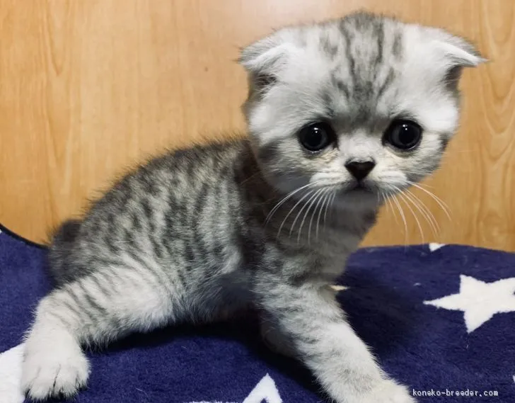 かえ 様のお迎えした子猫
