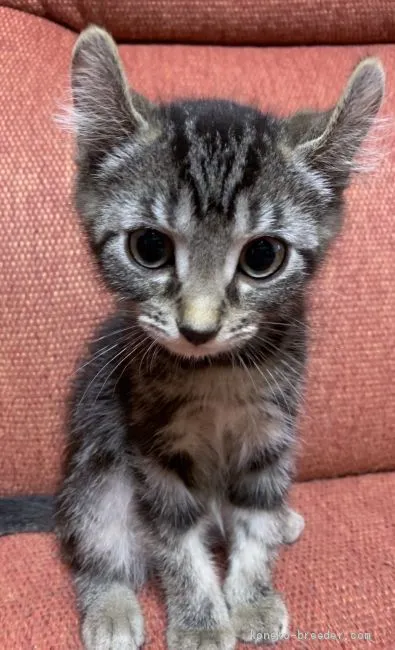ID:1909-01560の子猫