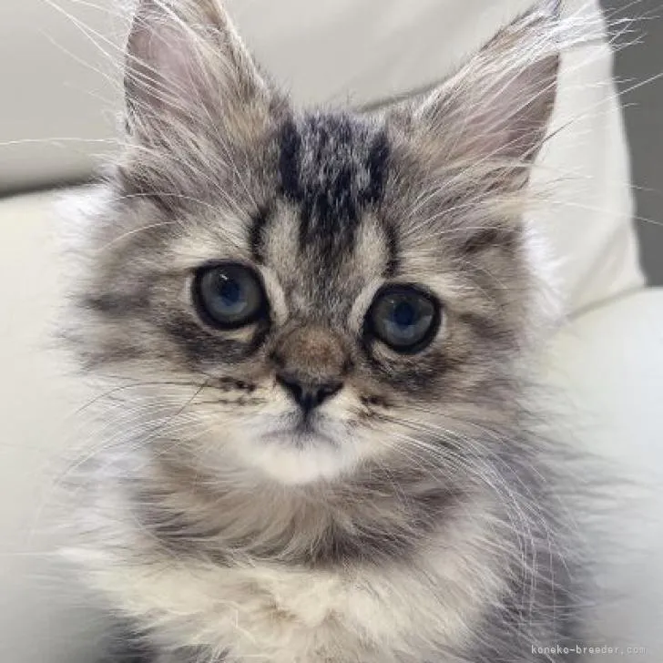 ロコモコ 様のお迎えした子猫