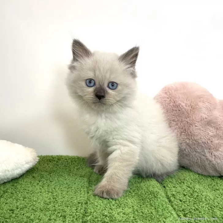 ID:2407-02817の子猫