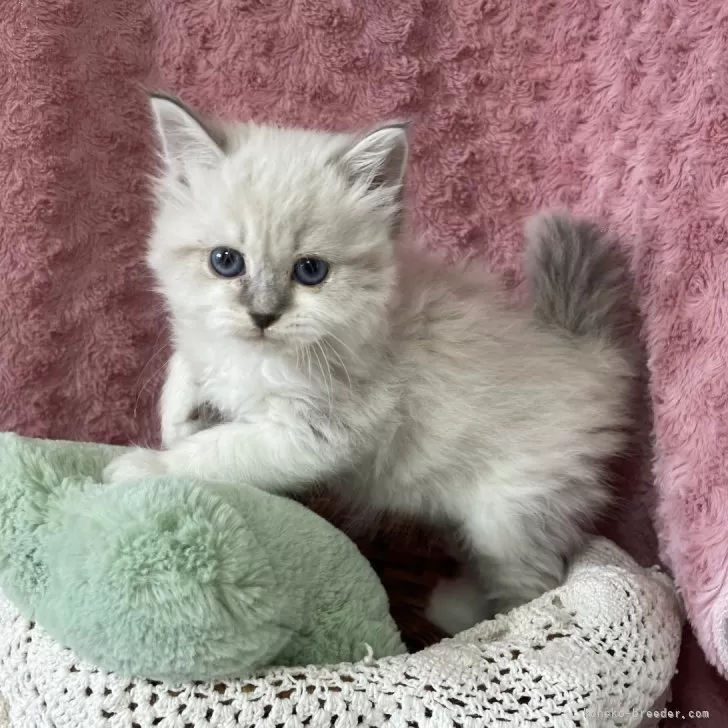 ID：2401-01426の子猫