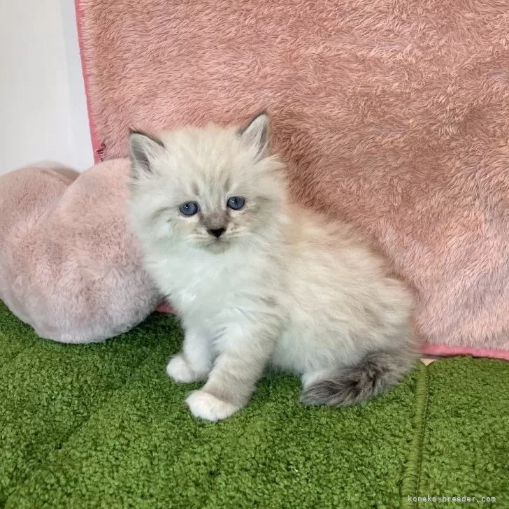 ID:2403-00305の子猫