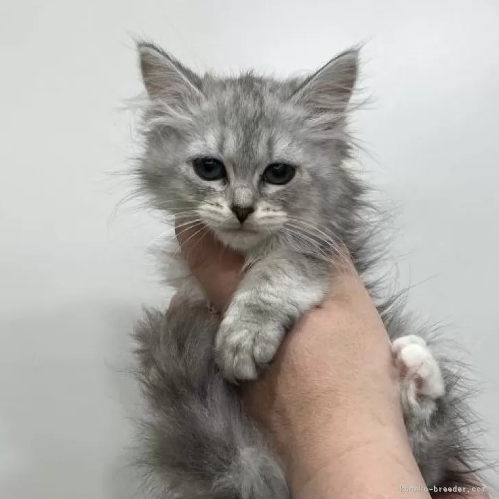 ID:2312-01612の子猫