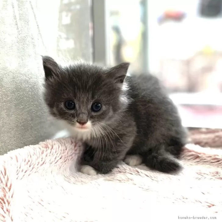 ID:2404-02869の子猫