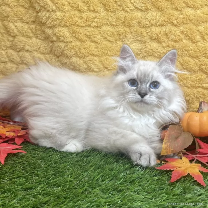 ID:2410-01121の子猫